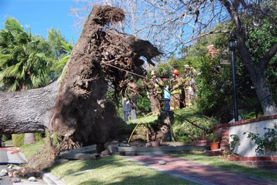 This large pine tree fell across a city street in Glendale Calif., on Thursday.